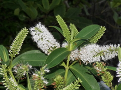 Veronica stricta macroura