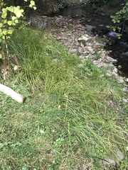 Carex virgata