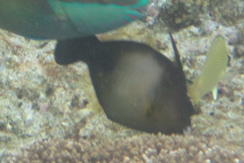 アザミカワハギ