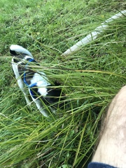 Carex virgata