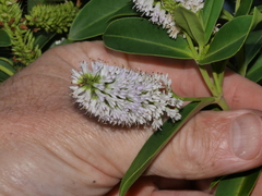 Veronica stricta macroura