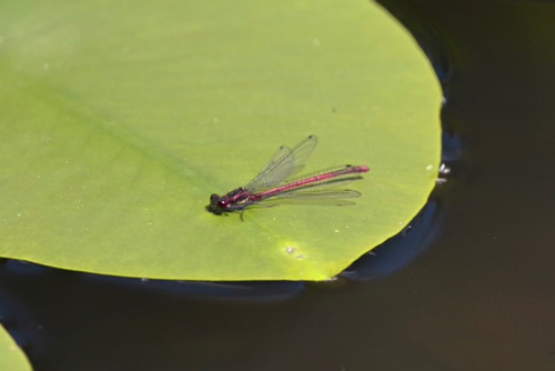 Large Red Damselfly