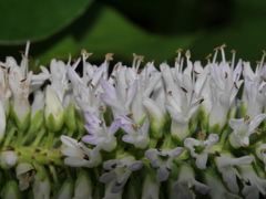 Veronica stricta macroura