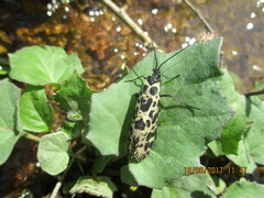 Semblis phalaenoides