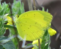 Eurema hecabe solifera