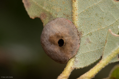 Paracraspis guadaloupensis