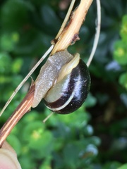 Cepaea hortensis