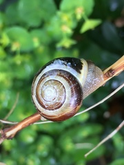 Cepaea hortensis