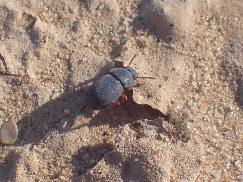 Notibius puberulus