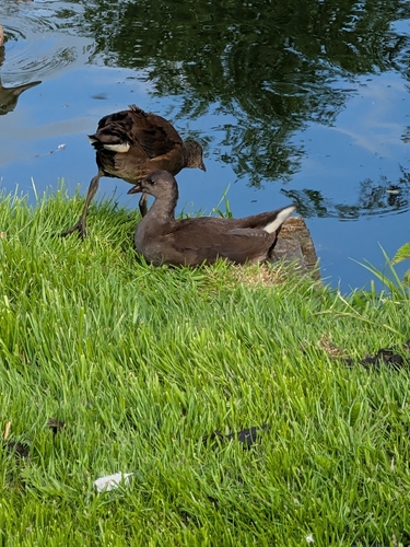 iNaturalist image