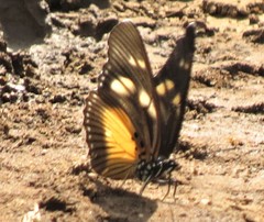 Pseudacraea lucretia tarquinea