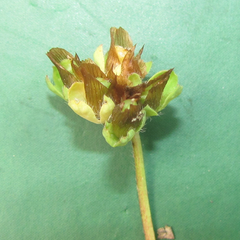 Trifolium bejariense