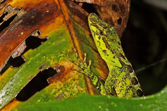 Anolis fitchi