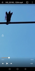 Corvus splendens