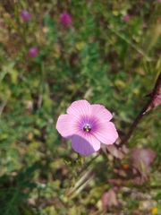 Linum pubescens