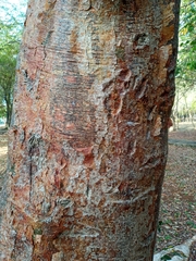 Bursera simaruba