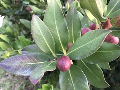 Acokanthera oppositifolia