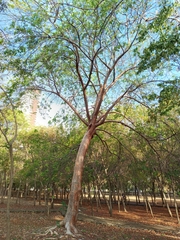 Bursera simaruba