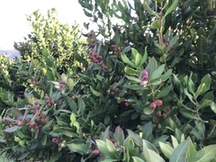 Acokanthera oppositifolia