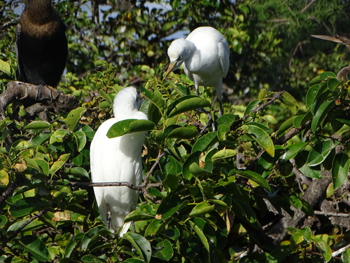 iNaturalist image