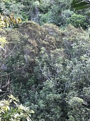 Pterophylla racemosa