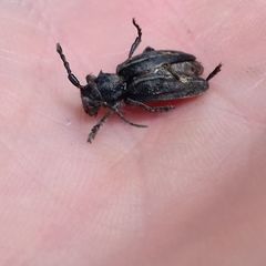 Neodorcadion bilineatum