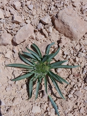 Gymnarrhena micrantha