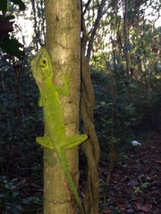 Anolis cuvieri
