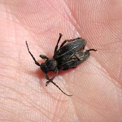 Neodorcadion bilineatum