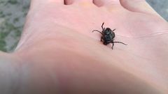 Neodorcadion bilineatum