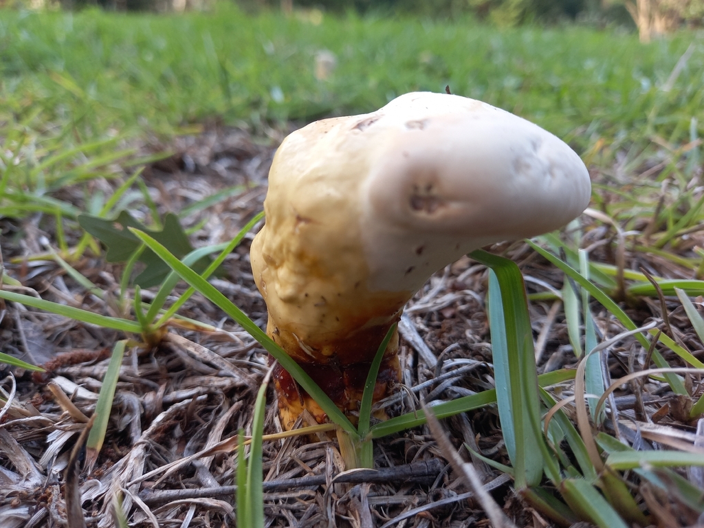 golden reishi · June 2026 · photo: Photo: (c) Maris Means, some rights reserved (CC BY) · iNaturalist