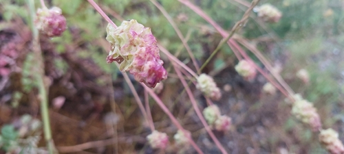 Salad Burnet