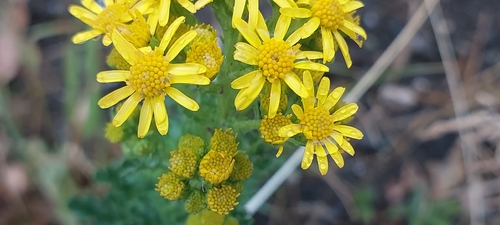 ragwort