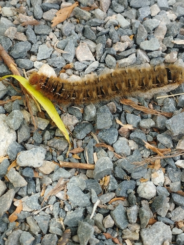 Oak Eggar