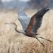 Goliath Heron - Photo (c) Lip Kee, some rights reserved (CC BY-SA)