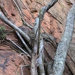 Ficus burkei