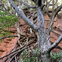 Ficus burkei