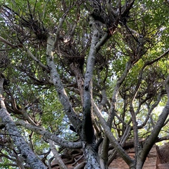 Ficus burkei