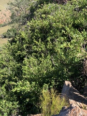 Ficus burkei