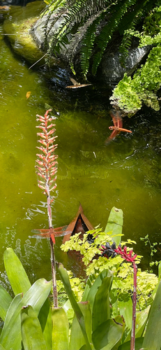 Flame Skimmer