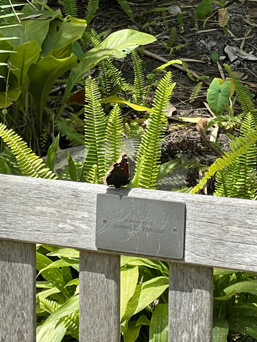 Mourning Cloak
