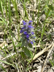 Ajuga multiflora