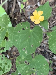 Abutilon sonneratianum