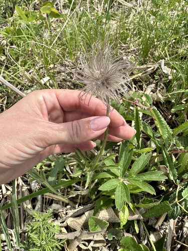 Pulsatilla chinensis (Pulsatilla chinensis)