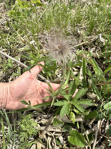Pulsatilla chinensis, photograph 2