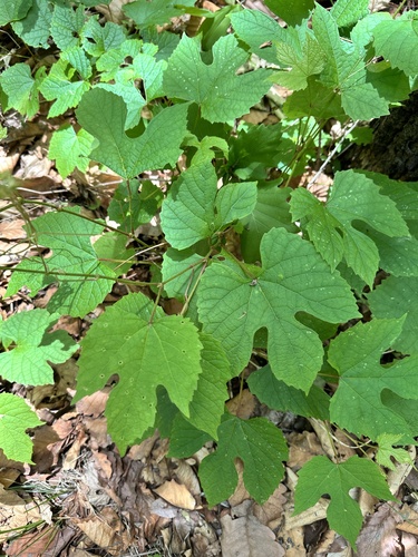 Vitis amurensis, photograph 3
