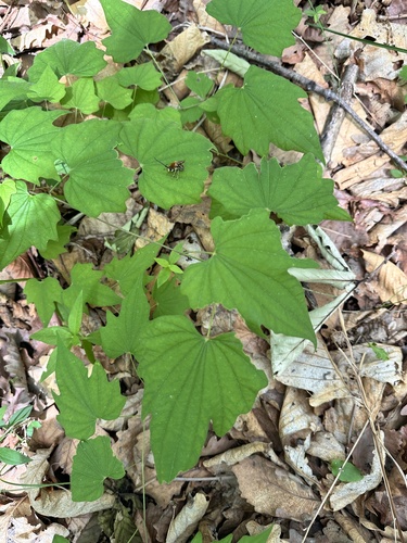 Dioscorea nipponica, photograph 4
