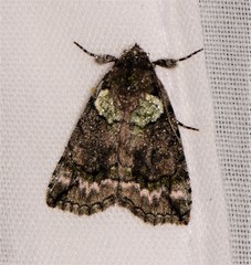 Calathusa glaucopasta