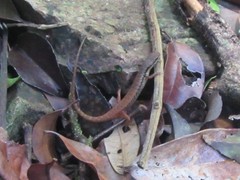 Saproscincus basiliscus