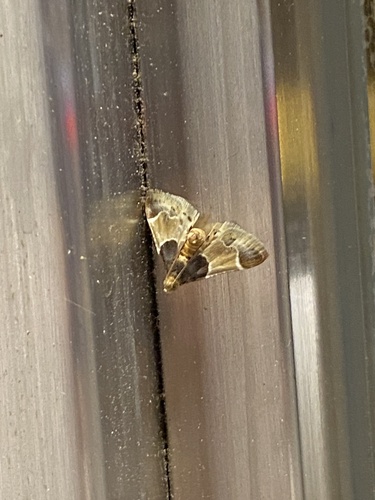 Meal moth